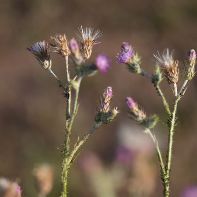 Carduus pycnocephalus, photographed by Tim Johnson
