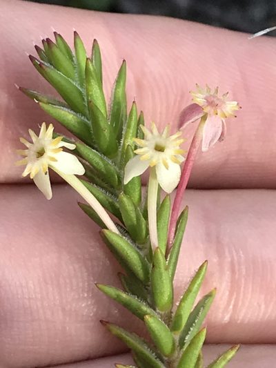 Struthiola rigida, photographed by Ren Hoekstra