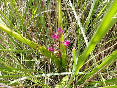 Anacamptis laxiflora, photographed by David Delon