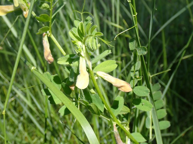 Vicia hybrida, photographed by David Delon