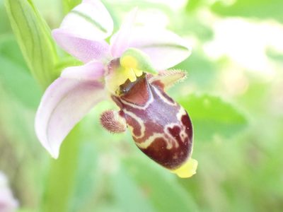 Ophrys scolopax, photographed by David Delon