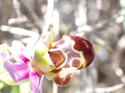 Ophrys scolopax, photographed by David Delon