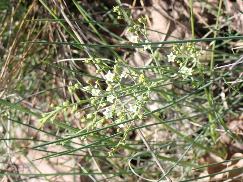 Thesium divaricatum, photographed by David Delon