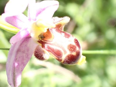 Ophrys scolopax, photographed by David Delon