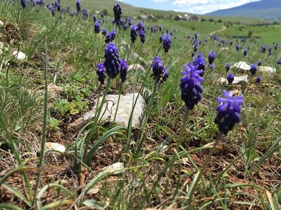 Muscari neglectum, photographed by Mirko Ubović