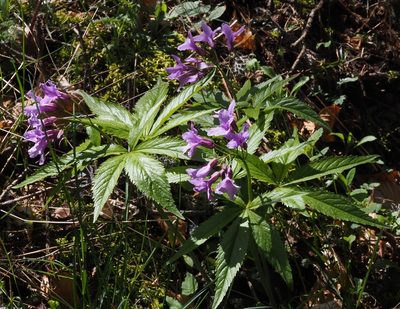 Cardamine pentaphyllos, photographed by Benoit NABHOLZ