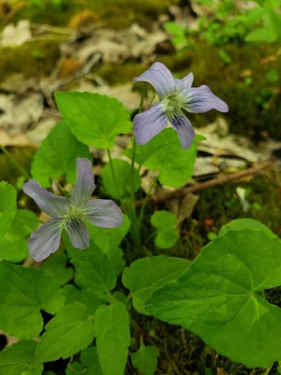 Viola affinis, photographed by Dave Behm