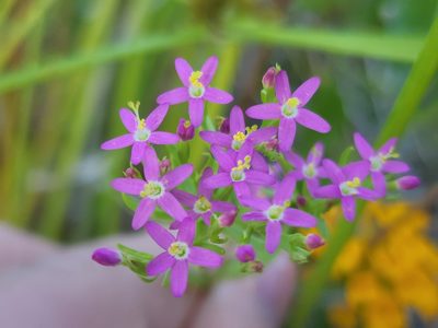 Centaurium erythraea, photographed by Tyler Bishop
