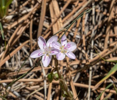 Claytonia rosea, photographed by Bob Walker