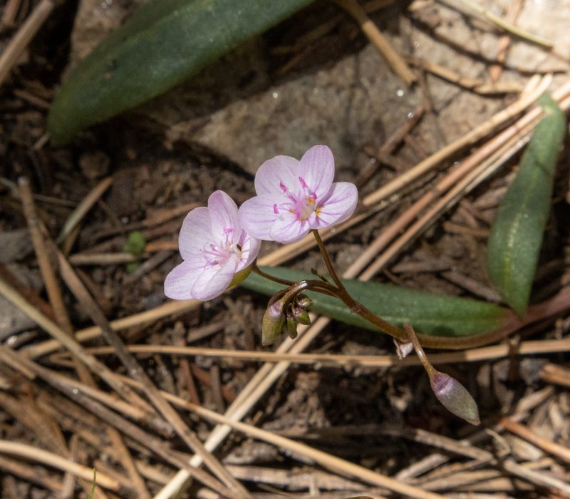 Claytonia rosea, photographed by Bob Walker