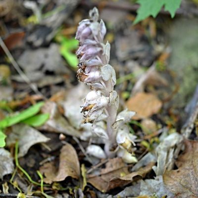 Lathraea squamaria, photographed by Petr Harant