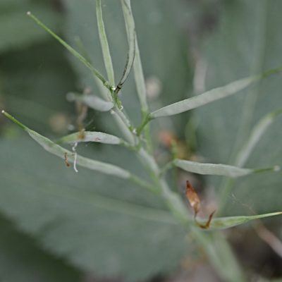 Cardamine enneaphyllos, photographed by Petr Harant
