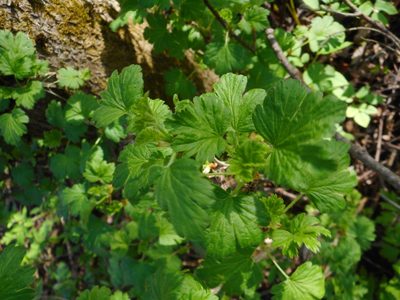 Ribes uva-crispa, photographed by Eugene Popov