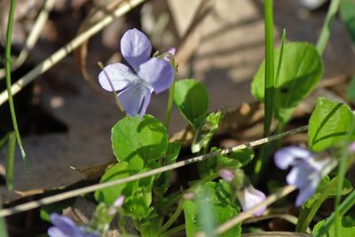Viola labradorica, photographed by webohms