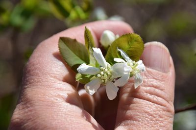 Amelanchier bartramiana