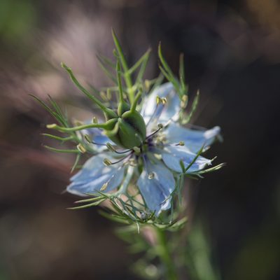 Nigella damascena, photographed by Tim Johnson