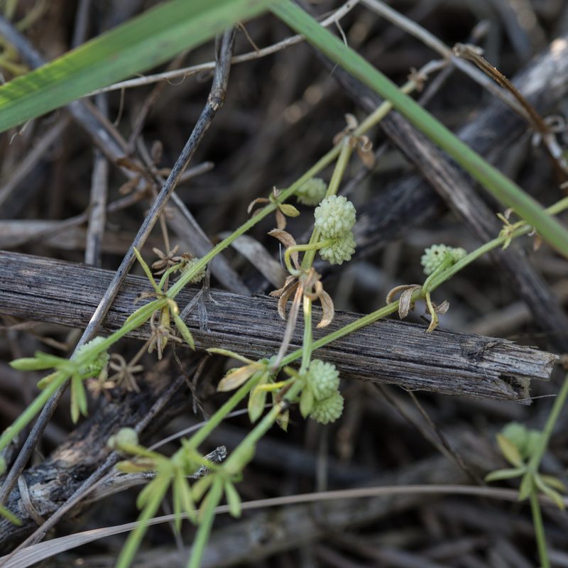 Galium verrucosum, photographed by Tim Johnson