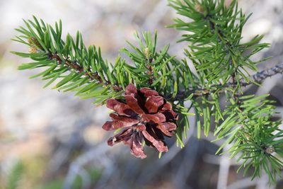 Pinus banksiana, photographed by Pierre Cartier
