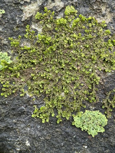 Frullania inflata, photographed by Zihao Wang