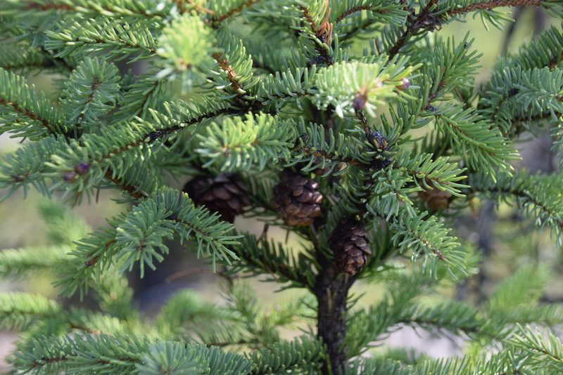 Picea mariana, photographed by Pierre Cartier