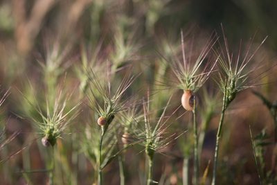 Aegilops geniculata, photographed by Tim Johnson