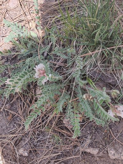 Astragalus parryi, photographed by Aaron Roe