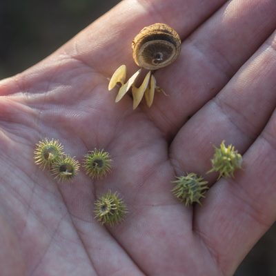 Medicago orbicularis, photographed by Tim Johnson