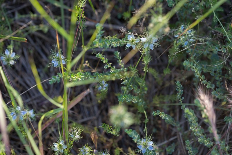 Andrachne telephioides, photographed by Tim Johnson
