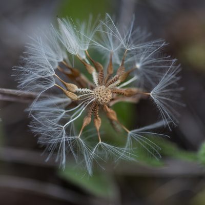 Urospermum picroides, photographed by Tim Johnson