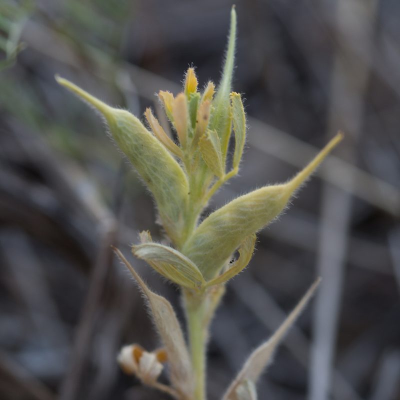 Trigonella gladiata, photographed by Tim Johnson