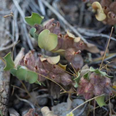 Tripodion tetraphyllum, photographed by Tim Johnson