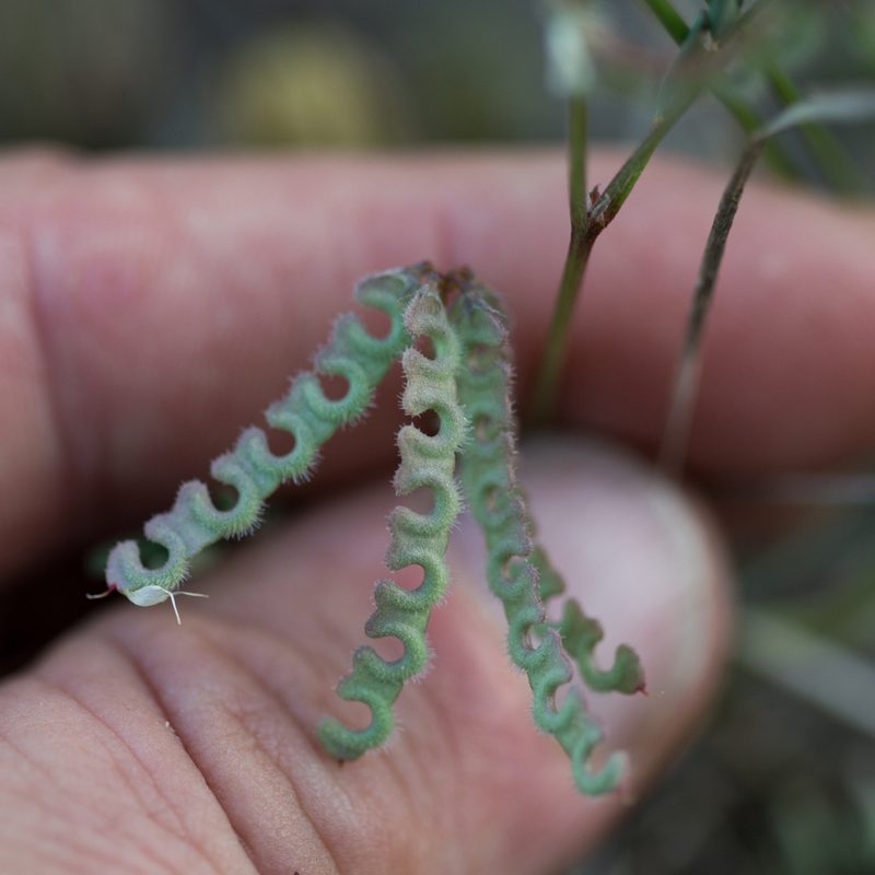 Hippocrepis ciliata, photographed by Tim Johnson