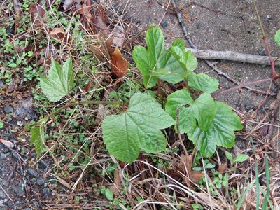 Ampelopsis glandulosa, photographed by Zakqary Roy