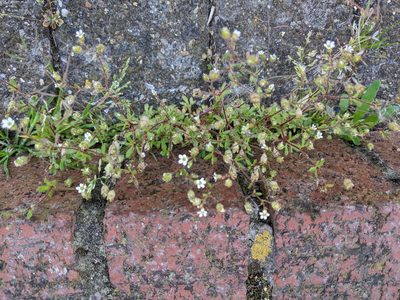 Saxifraga tridactylites, photographed by Piermario Maculan