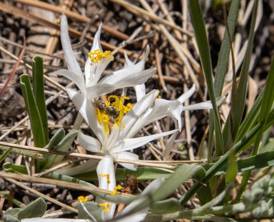 Leucocrinum montanum, photographed by Bob Walker