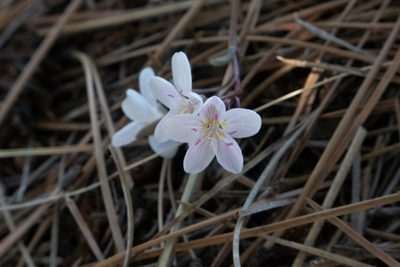 Claytonia rosea, photographed by Bob Walker