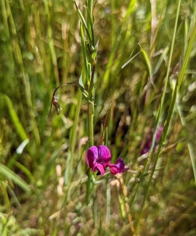 Lathyrus angulatus, photographed by mgentile