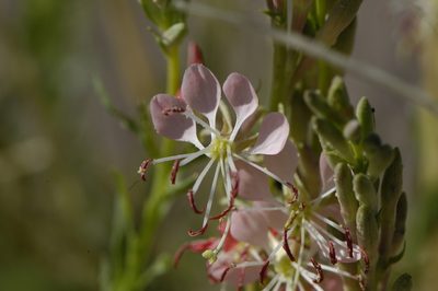 Oenothera suffrutescens, photographed by Elliott Gordon