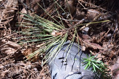 Pinus resinosa, photographed by Pierre Cartier