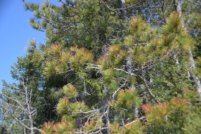 Pinus resinosa, photographed by Pierre Cartier