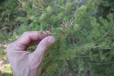 Picea glauca, photographed by Pierre Cartier
