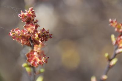 Myrica gale, photographed by Pierre Cartier