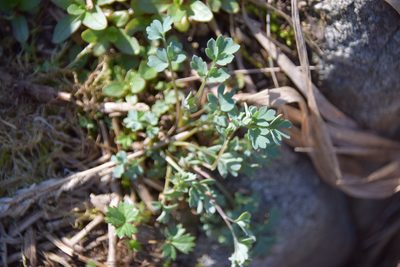 Capnoides sempervirens, photographed by Pierre Cartier