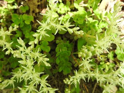 Sedum ternatum, photographed by Surly Aardvark