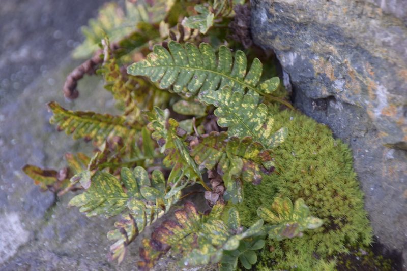 Polypodium virginianum, photographed by Pierre Cartier