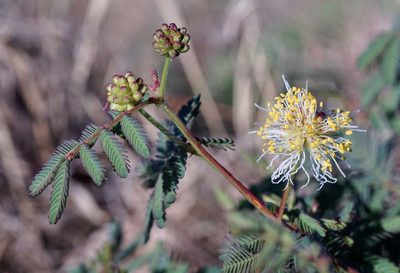 Desmanthus cooleyi, photographed by Andrew Tree