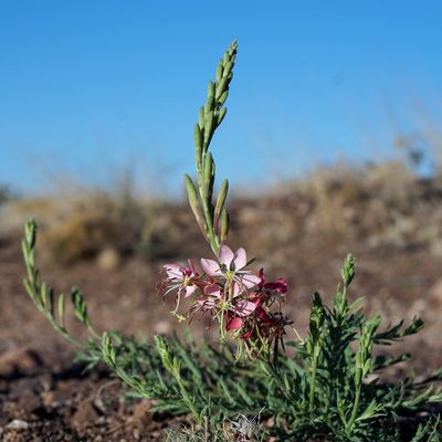 Oenothera suffrutescens, photographed by Andrew Tree