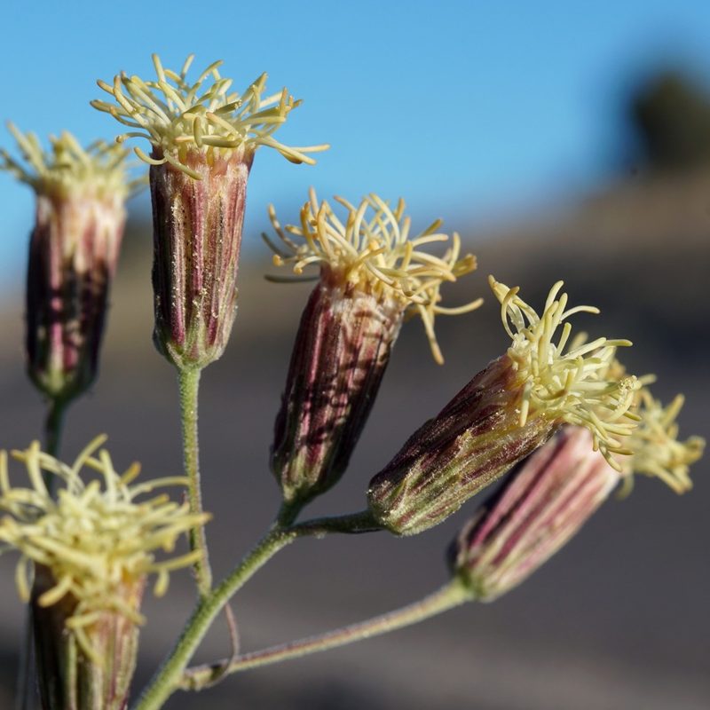 Brickellia leptophylla, photographed by Andrew Tree