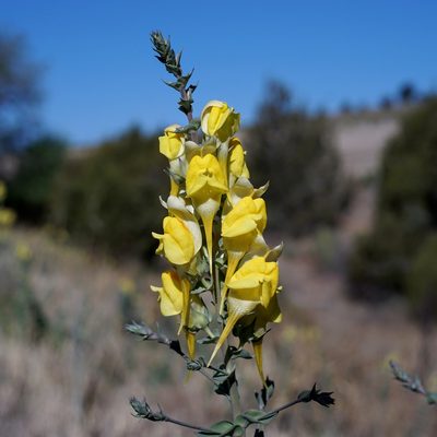 Linaria dalmatica, photographed by Andrew Tree