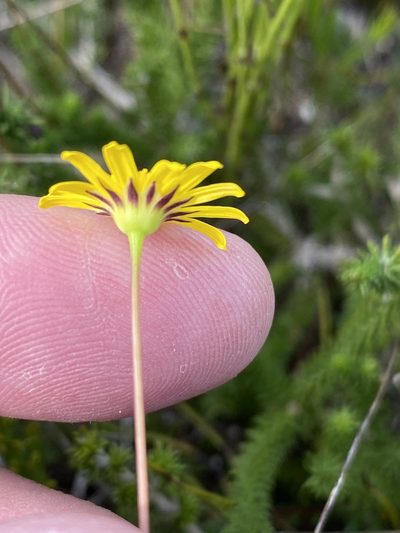 Euryops ericoides, photographed by Dave U